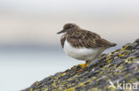 Ruddy Turnstone (Arenaria interpres)