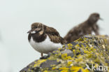 Ruddy Turnstone (Arenaria interpres)