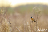 Roodborsttapuit (Saxicola rubicola)