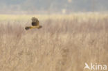 Northern Harrier