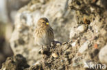 Frater (Carduelis flavirostris)