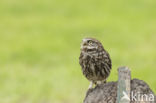 Little Owl (Athene noctua)