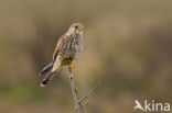 Common Kestrel (Falco tinnunculus)