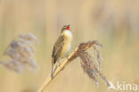 Rietzanger (Acrocephalus schoenobaenus)