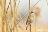 Sedge Warbler (Acrocephalus schoenobaenus)