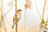 Sedge Warbler (Acrocephalus schoenobaenus)