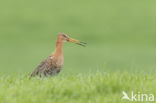 Black-tailed Godwit (Limosa limosa)