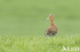 Black-tailed Godwit (Limosa limosa)