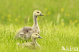 Canada Goose (Branta canadensis)