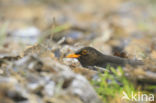 Eurasian Blackbird (Turdus merula)