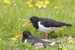 Oystercatcher (Haematopus ostralegus)