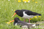 Oystercatcher (Haematopus ostralegus)