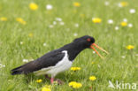 Oystercatcher (Haematopus ostralegus)