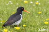 Oystercatcher (Haematopus ostralegus)