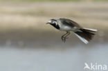 Witte Kwikstaart (Motacilla alba)