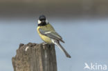 Great Tit (Parus major)