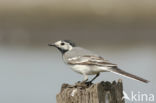 Witte Kwikstaart (Motacilla alba)