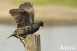 Common Moorhen (Gallinula chloropus)