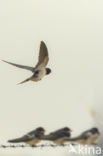 Boerenzwaluw (Hirundo rustica)