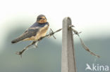 Boerenzwaluw (Hirundo rustica)