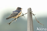 Boerenzwaluw (Hirundo rustica)