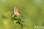 Kneu (Carduelis cannabina)