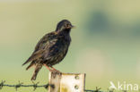 European Starling (Sturnus vulgaris)