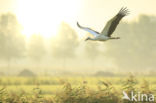 White Stork (Ciconia ciconia)