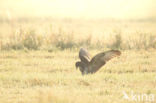 Buizerd (Buteo buteo)