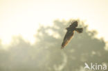 Marsh Harrier (Circus aeruginosus)