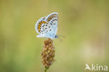 Silver Studded Blue (Plebejus argus)