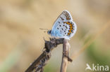 Silver Studded Blue (Plebejus argus)