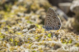 Long-tailed Blue (Lampides boeticus)