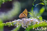 Silver-washed Fritillary (Argynnis paphia)