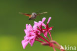 Kolibrievlinder (Macroglossum stellatarum)