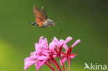 Kolibrievlinder (Macroglossum stellatarum)