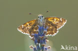 Mallow Skipper (Carcharodus alceae)