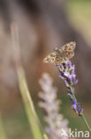 Mallow Skipper (Carcharodus alceae)