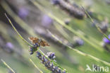 Mallow Skipper (Carcharodus alceae)