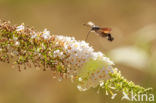 Kolibrievlinder (Macroglossum stellatarum)