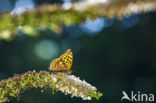 Silver-washed Fritillary (Argynnis paphia)