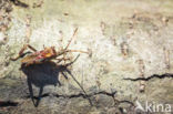 Western conifer seed bug (Leptoglossus occidentalis)