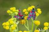 Six-spot Burnet (Zygaena filipendulae)