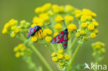 Six-spot Burnet (Zygaena filipendulae)