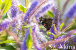 Red Admiral (Vanessa atalanta)