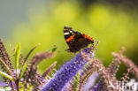 Red Admiral (Vanessa atalanta)