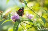 Red Admiral (Vanessa atalanta)