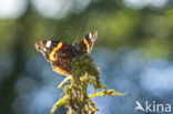 Red Admiral (Vanessa atalanta)