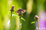 Gamma-uil (Autographa gamma)