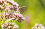 Common Blue (Polyommatus icarus)